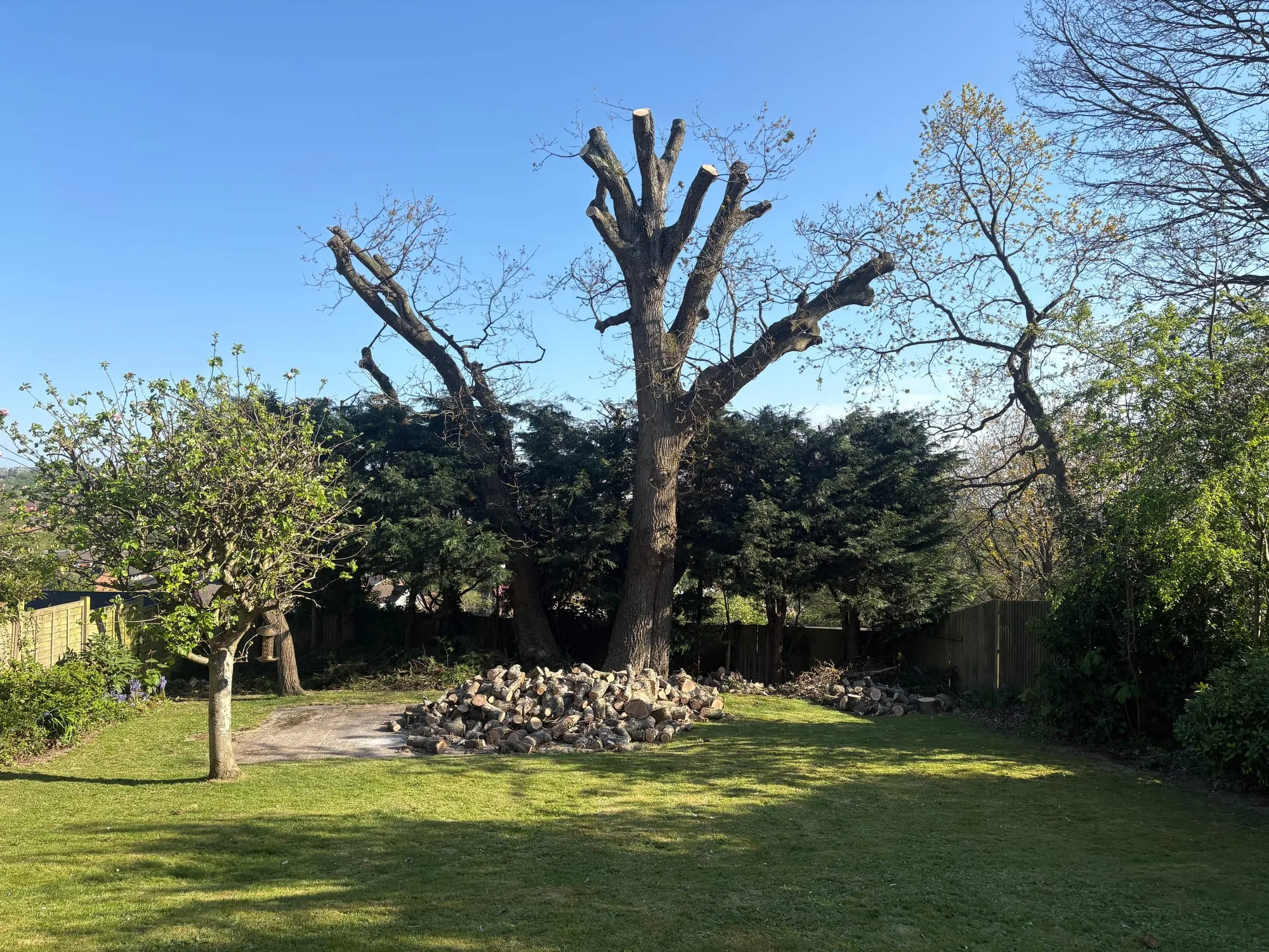 A photo from the A TPO'd oak reduced, not felled. case study in Hastings.