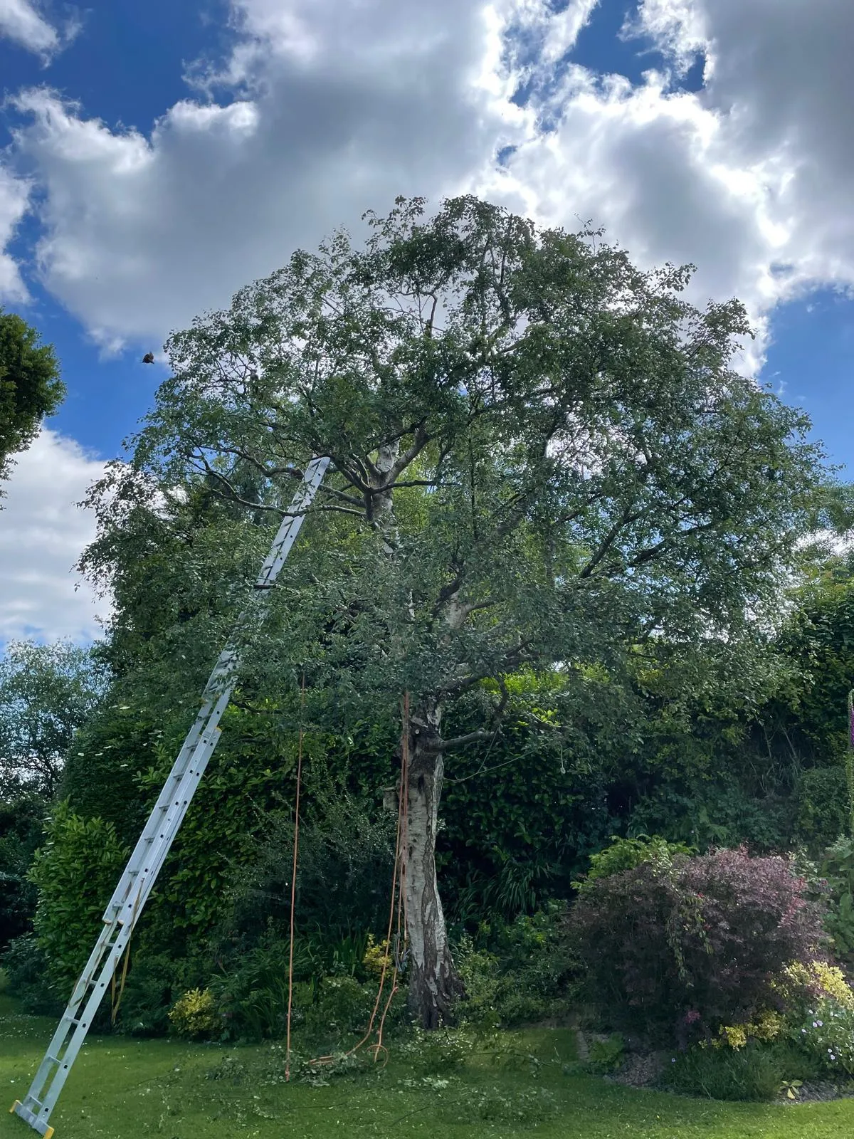 A photo from the A Silver Birch reduced from ladder, rope and Harness case study in Hawkhurst .