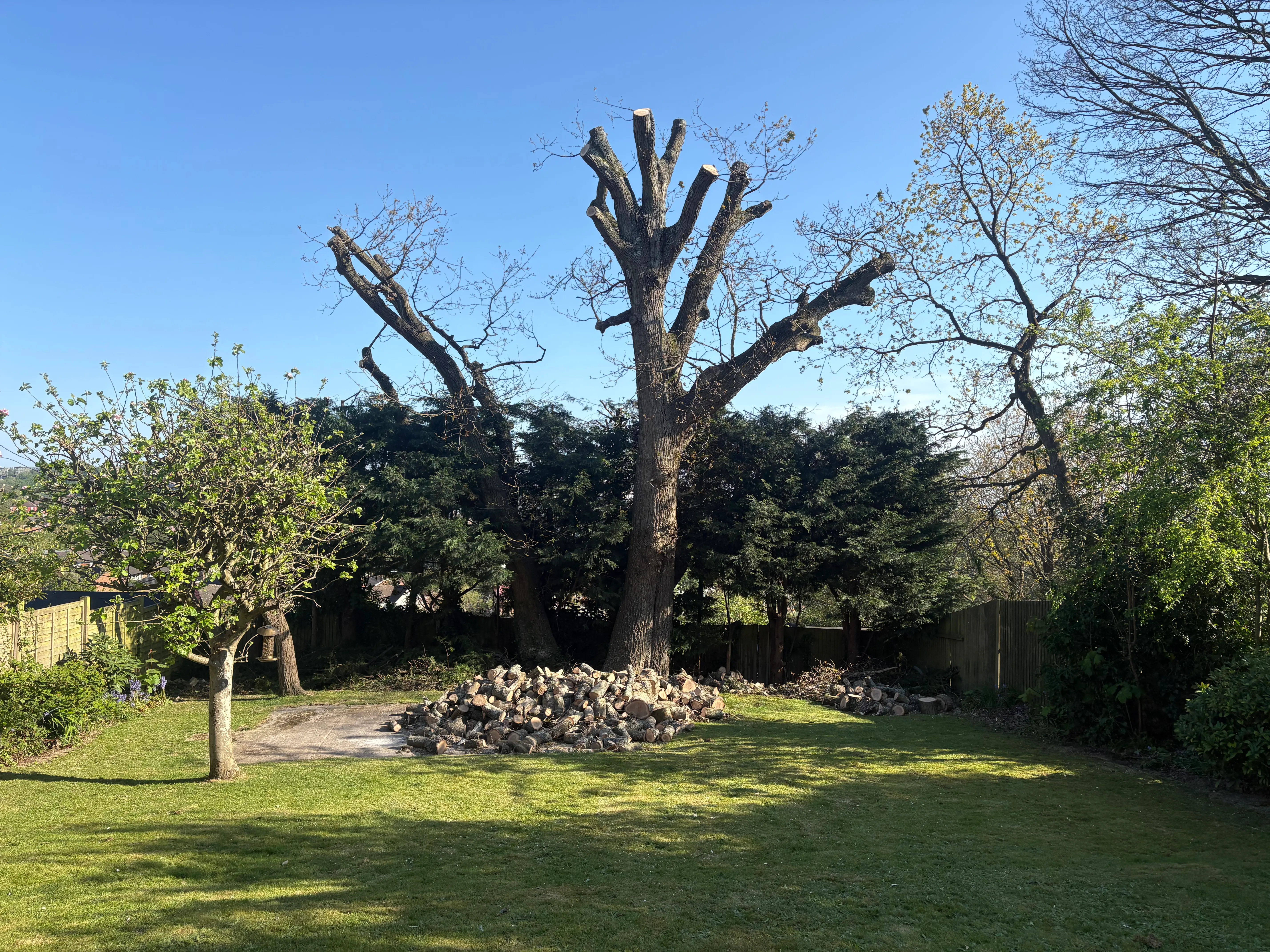 A photo from the A TPO'd oak reduced, not felled. case study in Hastings.