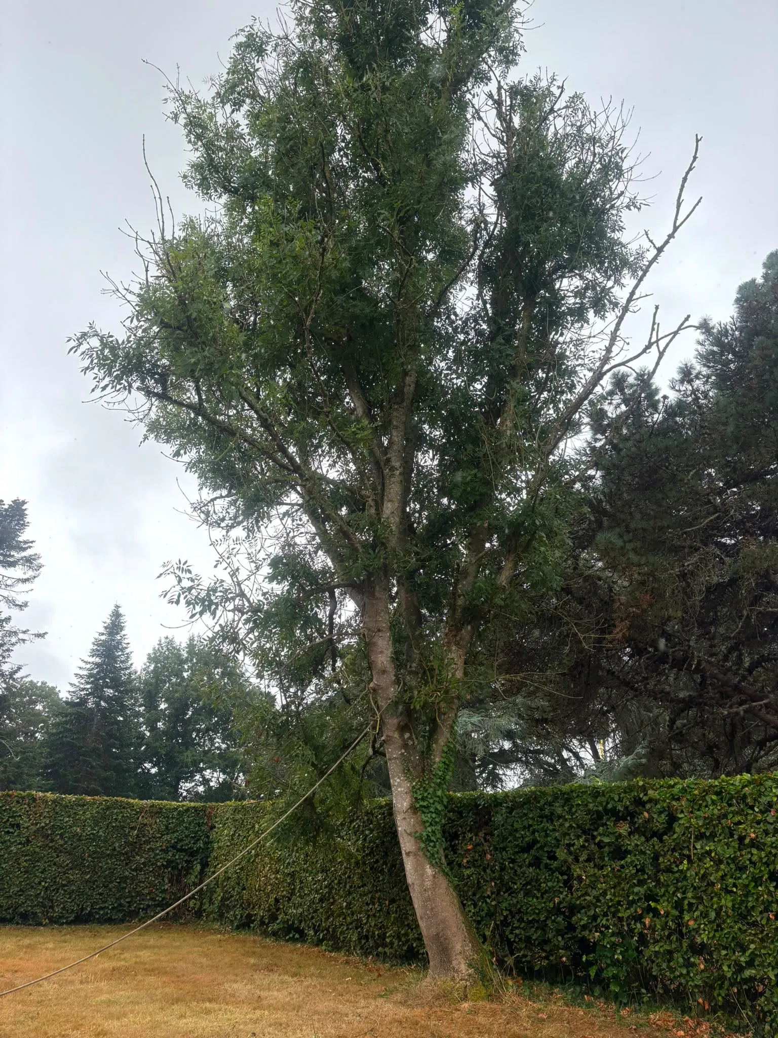 A photo from the Ash die back fell and remove case study in Hurst Green.