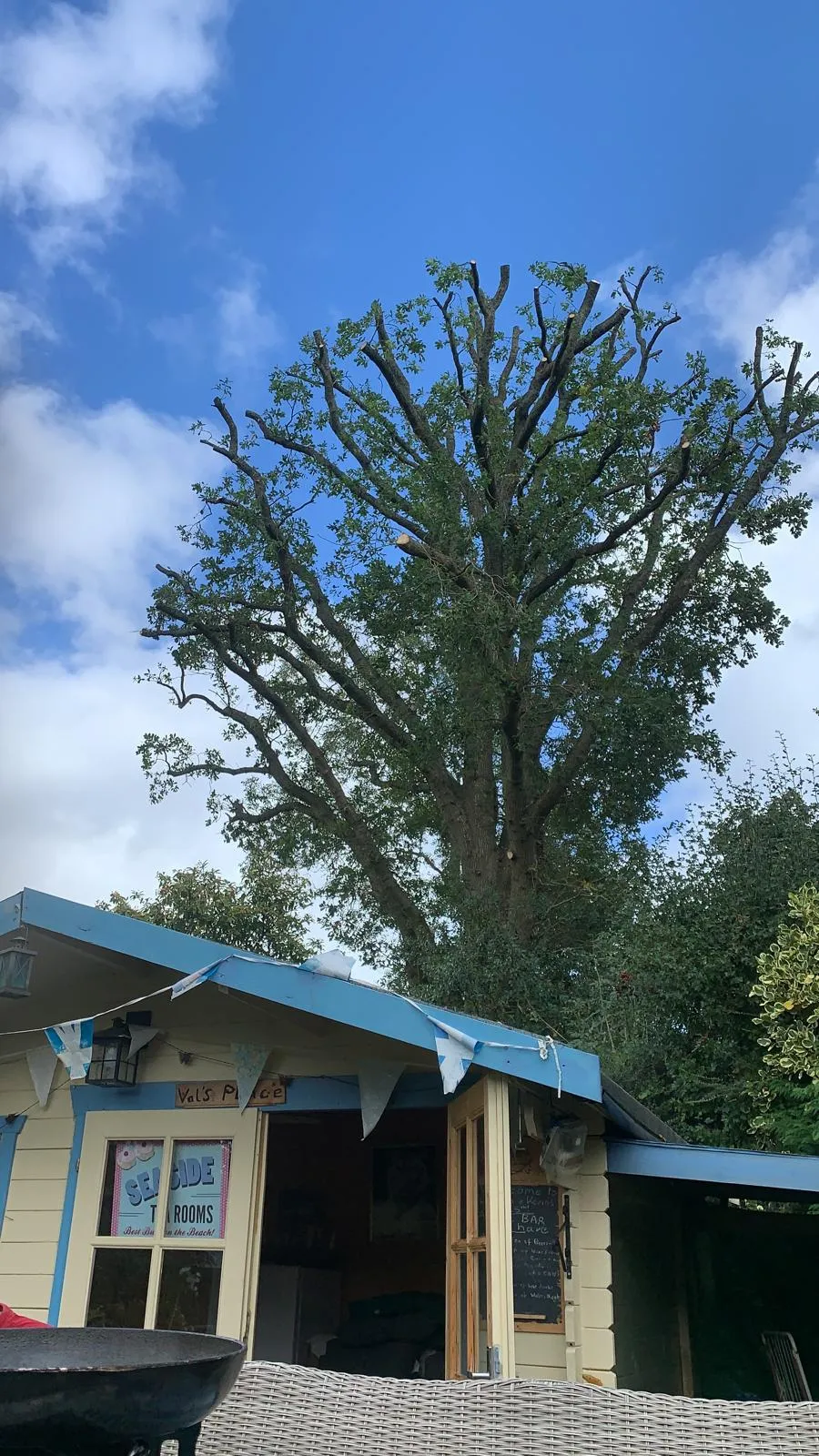 A photo from the Crown work on a mature oak above a working tea rooms. case study.