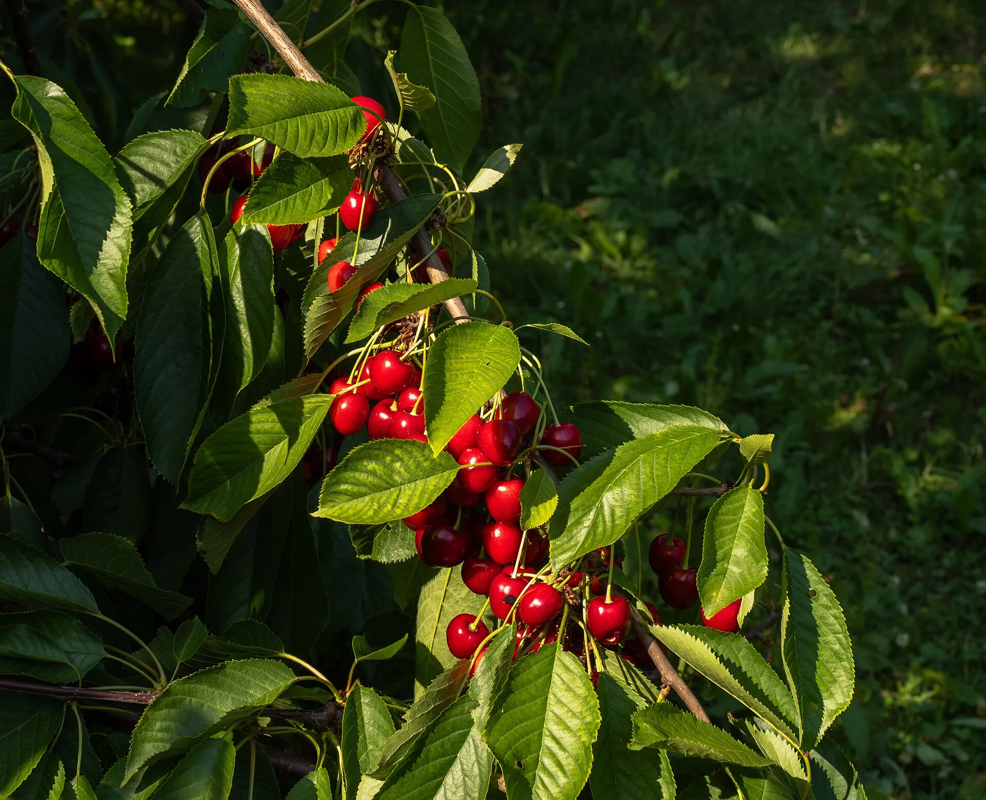When to prune fruit trees. The winter half and the summer half.