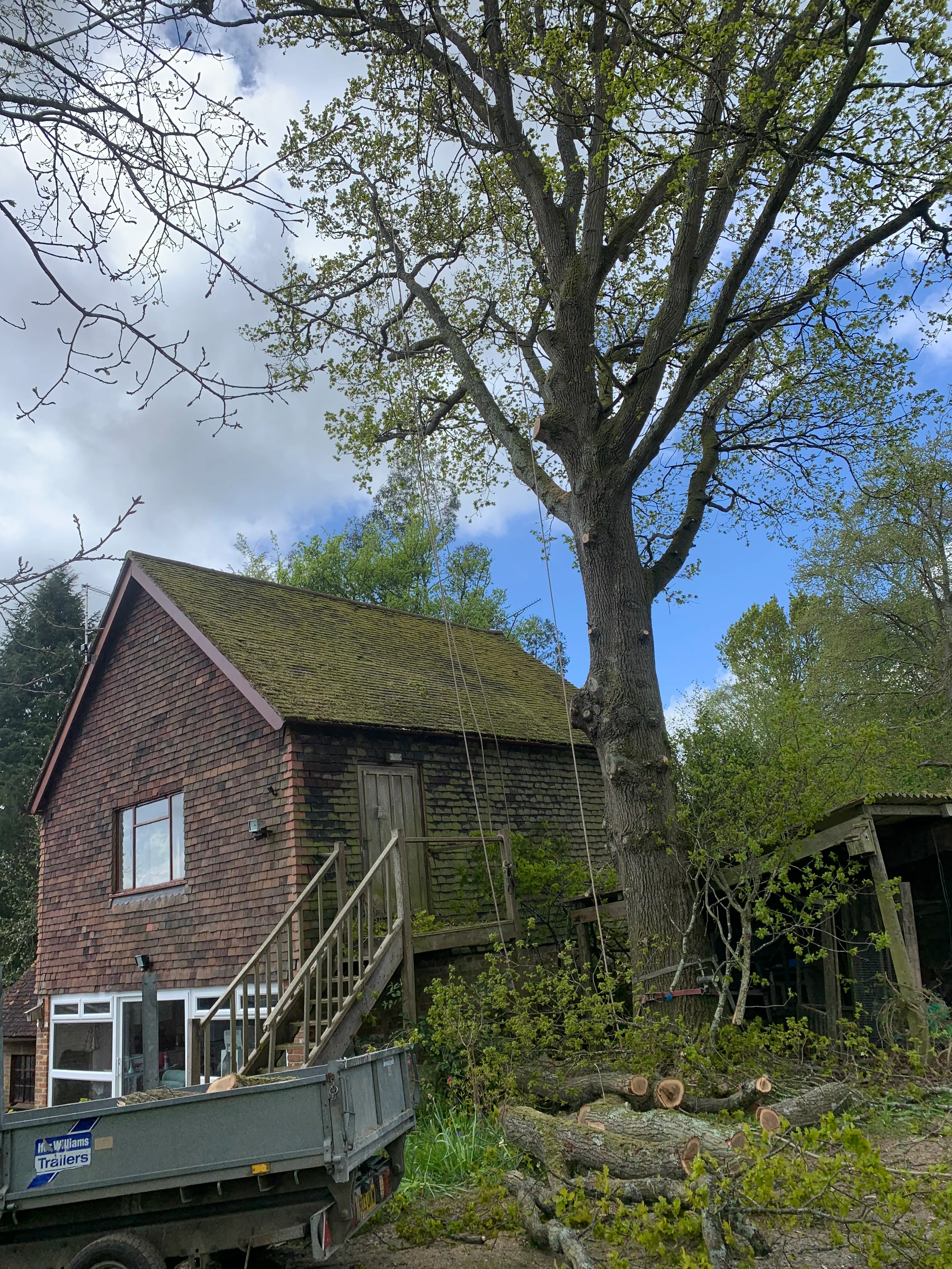A photo from the A mature tree taken down in sections, between a house and a barn. case study in Robertsbridge.