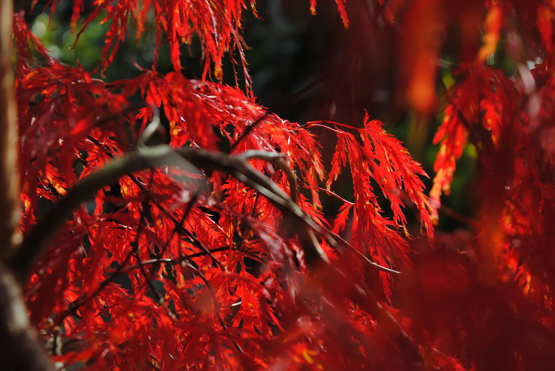 When to prune acers and magnolias. The two trees that hate spring.