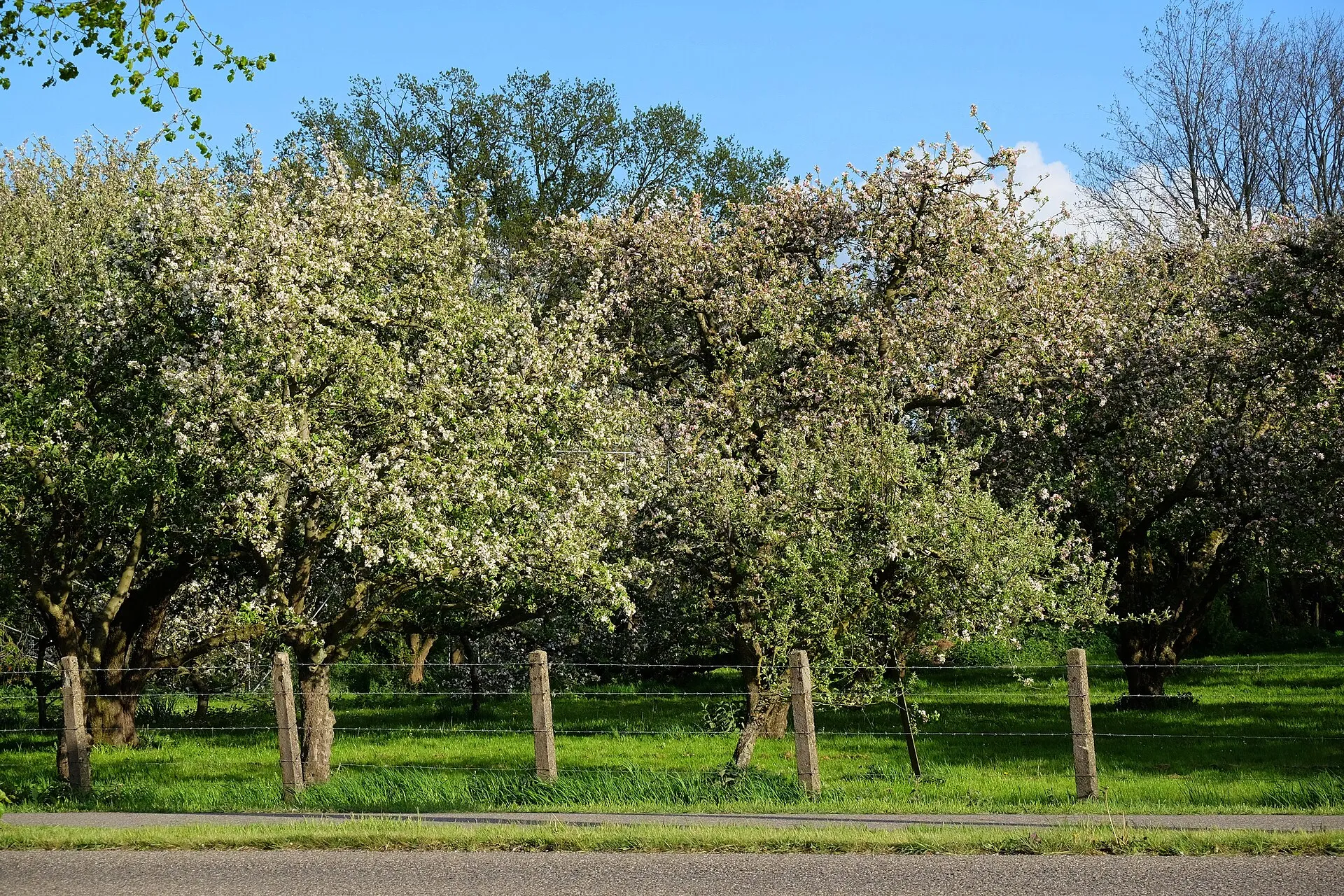 When to prune apple trees. And pears, while we're at it.