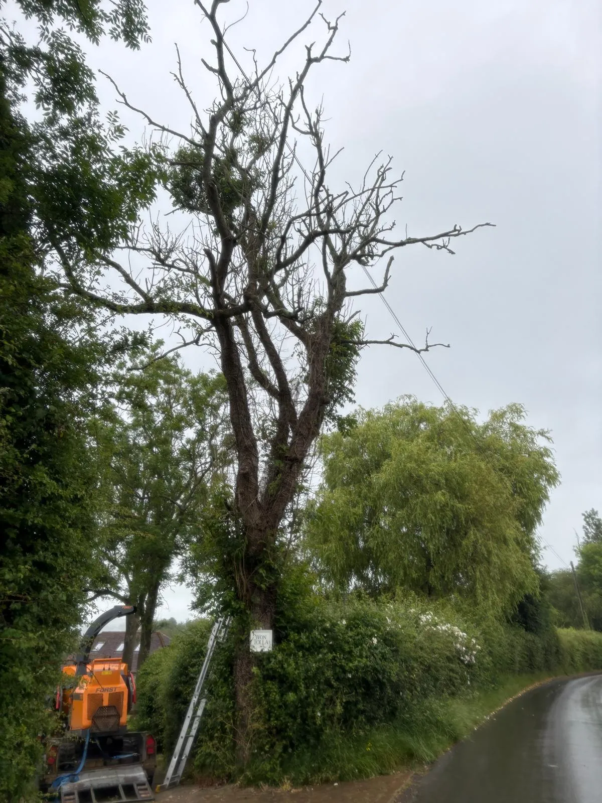 Ash dieback in East Sussex. What it is, what to do.