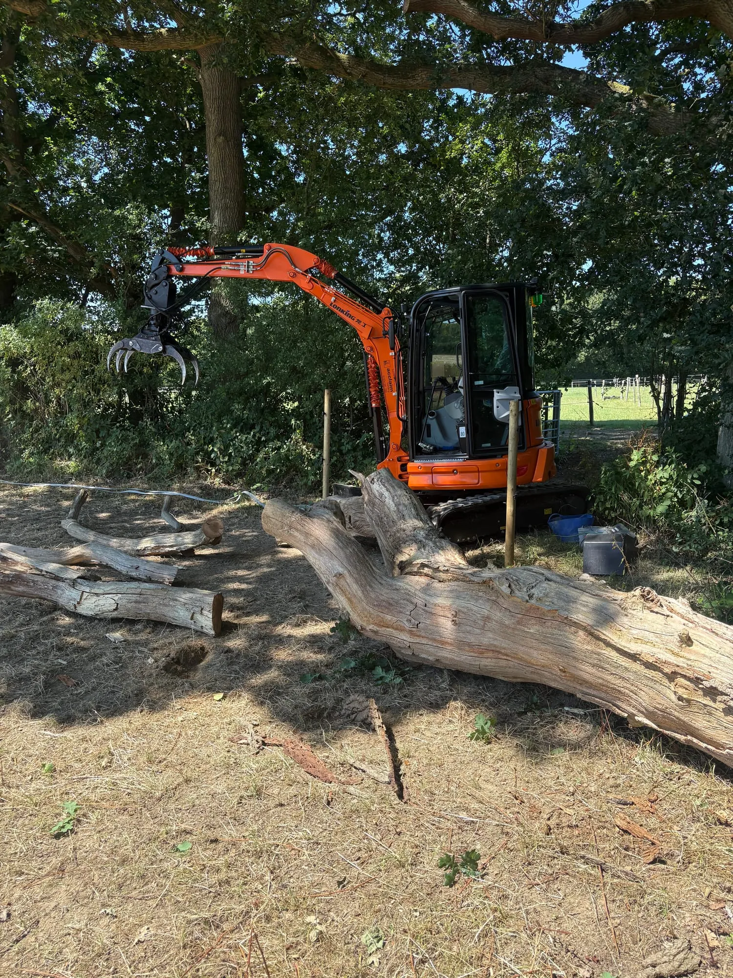 A photo from the Large Dead Oak  case study in Tenterden.