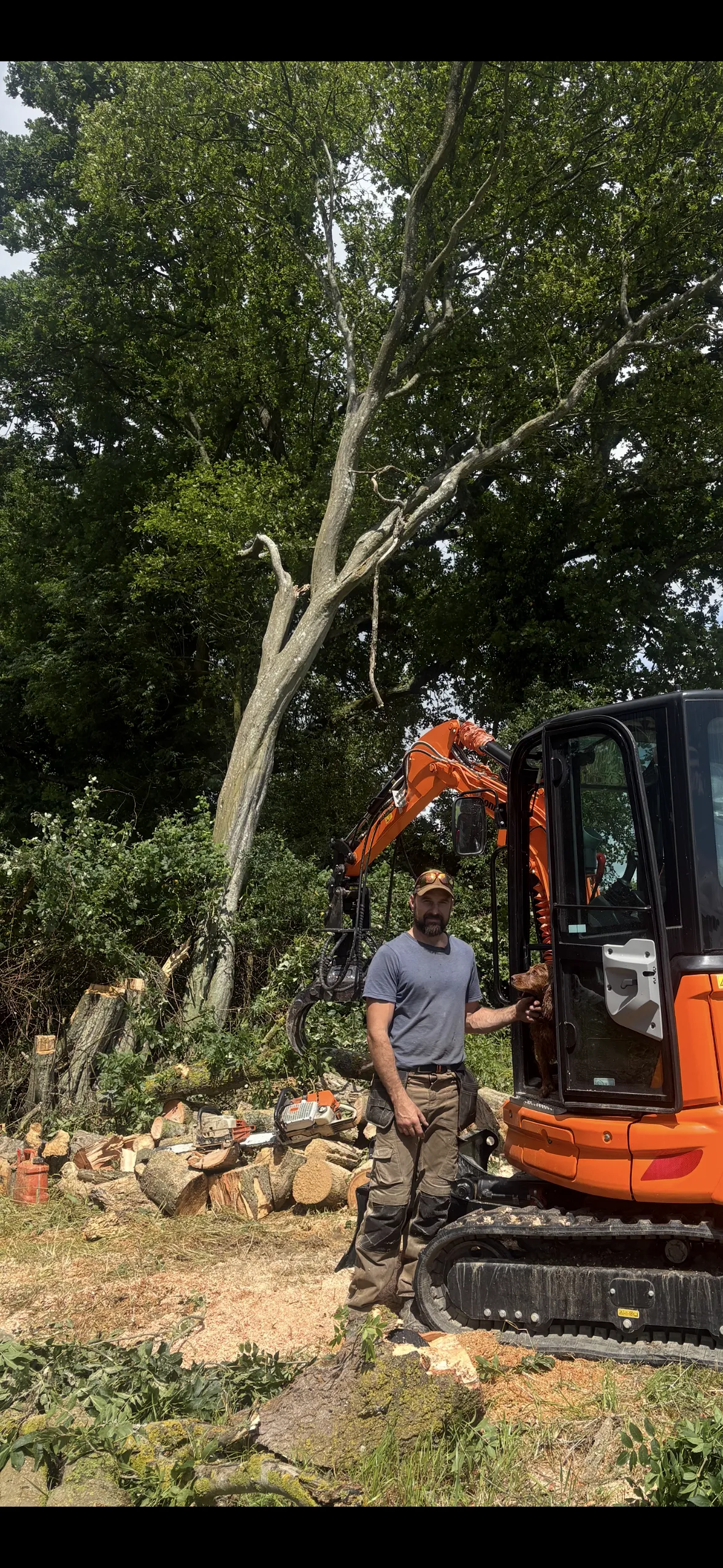 A photo of Josh on site with the Timber grab digger, making quick and easy work of a Large Ash suffering from die back that had just been felled. Connie the cocker spaniel is never to far away. 