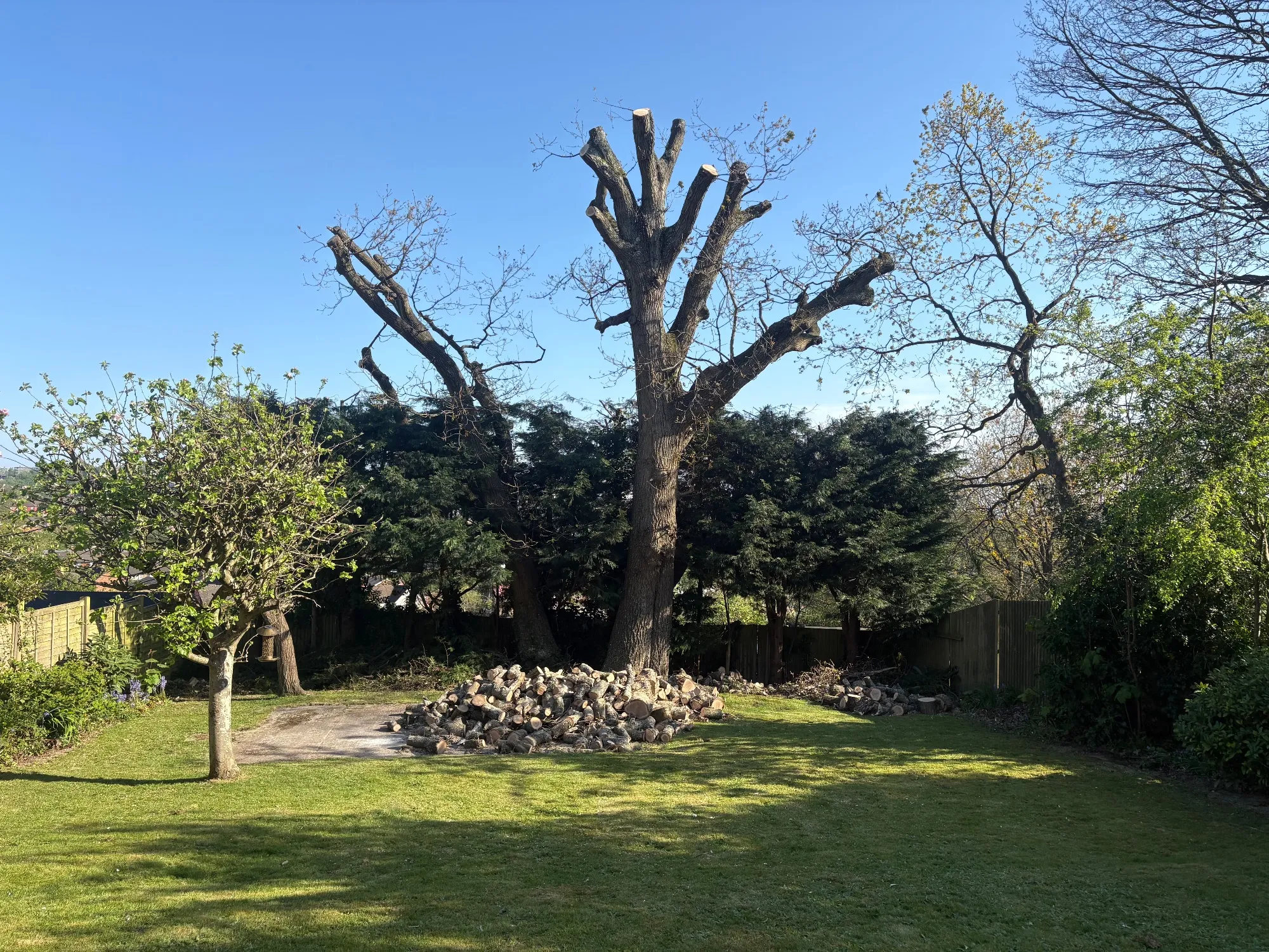 Pollarding, a recent job in East Sussex.