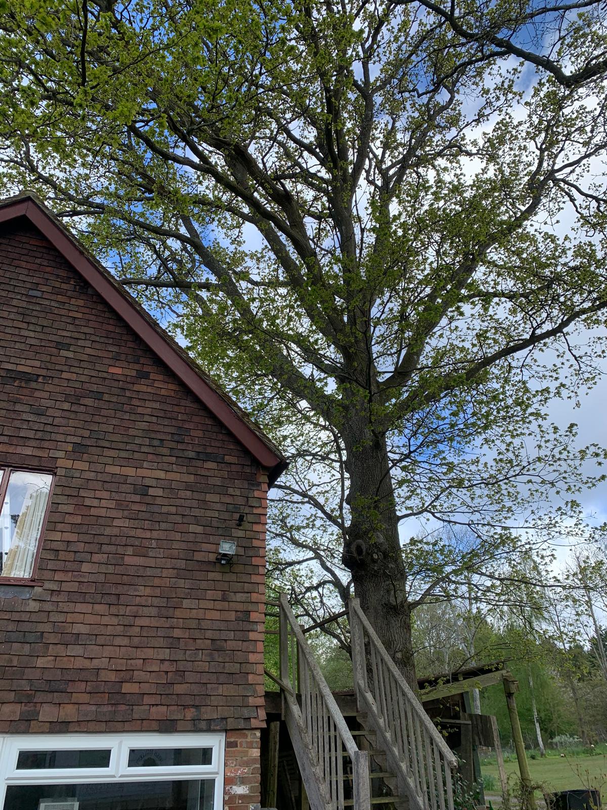 A photo from the A TPO'd oak reduced, not felled. case study in Battle.