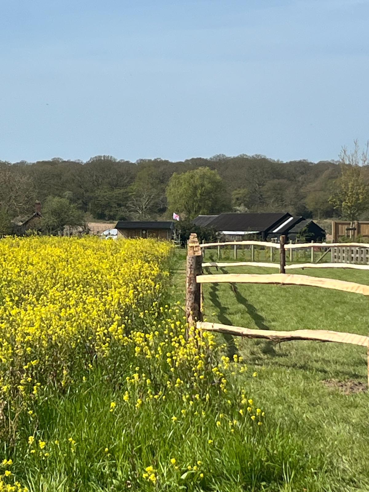A chestnut post-and-rail fence running along a rapeseed field in East Sussex, farm buildings on the horizon.